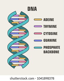 Icon vector poster structure  DNA molecule. Spiral Deoxyribonucleic acid (DNA) with formula and description of components: cytosine, guanine, adenine, thymine, nitrogenous base of DNA.