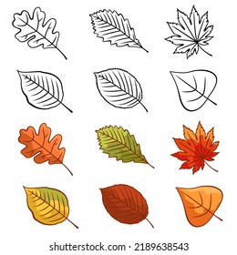 Icons of autumn leaves or autumn foliage. Vector isolated set of maple, oak or birch and rowan leaves. Falling autumn leaves of poplar, beech or elm and aspen, berries and chestnuts