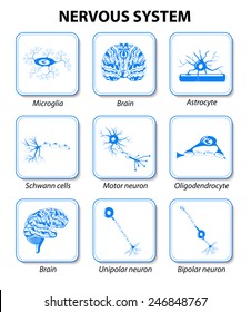icons brain and neurons cell for infographic. Nervous system. Human anatomy