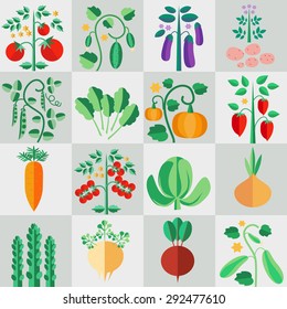 Icons in a flat style vegetable plants, plants for the garden, isolated image, colorful images of vegetables, vector design