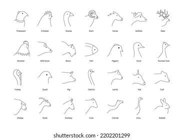 Icons of poultry head meat and farm animals, vector illustration of the line. Types of meat emu, ostrich, pig and porkt, donkey and chicken, rooster, turkey.