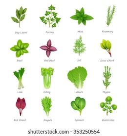 Icons set of different special herbs which are using in cooking with titles realistic isolated vector illustration