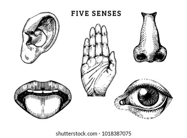 Icons set of five human senses in engraved style. Vector illustration of sensory organs.