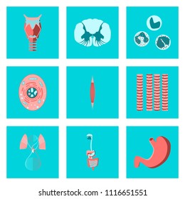 icons set in flat style human biology