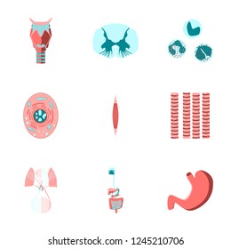 icons set in flat style human biology