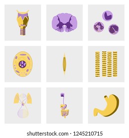 icons set in flat style human biology