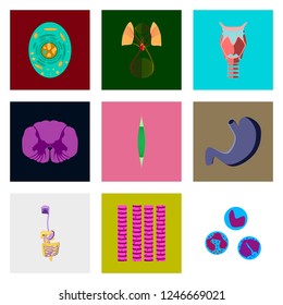 icons set in flat style human biology