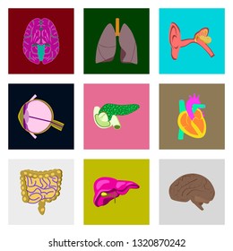 icons set in flat style human organs