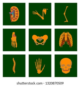 icons set in flat style human bones