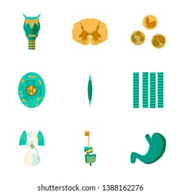 icons set in flat style human biology