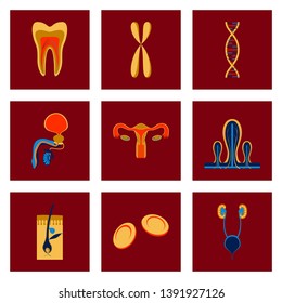 icons set in flat style human organs cell