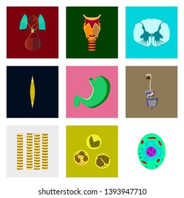 icons set in flat style human biology