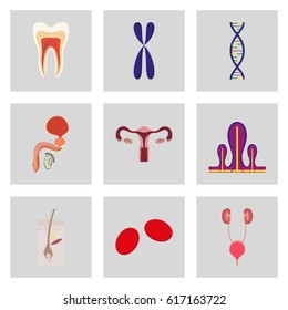 icons set in flat style human organs cell
