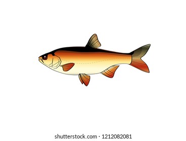 The ide (lat. Leuciscus idus) is a species of ray-finned fish from the carp family. Young fish are called roaches.