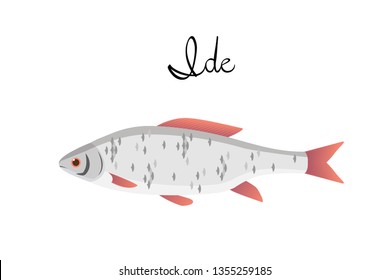 Ide river fish with name subscription. Ide isolated on white background. Big fish. Vector illustration 