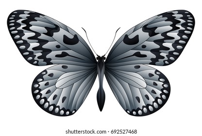 Idea leuconoe, the paper kite, rice paper or large tree nymph isolated on a white background. Vector 3D illustration