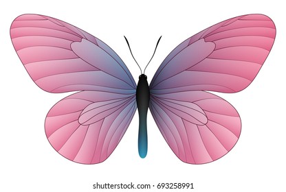 Idea leuconoe, the paper kite, rice paper or large tree nymph isolated on a white background. Vector 3D illustration