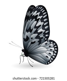 Idea leuconoe, the paper kite, rice paper or large tree nymph isolated on a white background. Vector 3D illustration