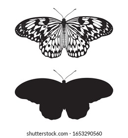 Idea Leuconoe (Rice Paper). Tropical Butterfly. Hand drawn insects. Vector sketch detailed illustration.