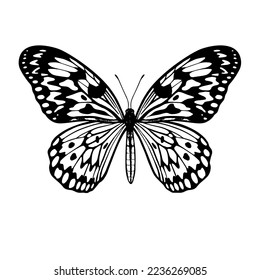 Idea Leuconoe (Rice Paper). Tropical Butterfly. Hand drawn insects. Vector sketch detailed illustration.