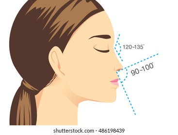 Ideal nose characteristics for woman. Illustration about beauty surgery.