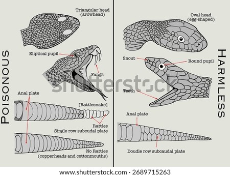 Identification of poisonous and harmless snakes species.