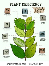 Identifying Plant Nutrient Deficiencies, Hand Draw Design Vector.