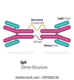 IgA Antibody Structure Illustration In White Background.