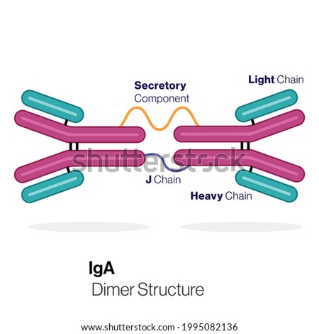 IgA antibody Structure illustration in White background.