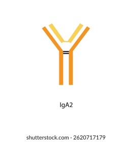Ilustración esquemática de la estructura del anticuerpo de inmunoglobulina IgA2. Diagrama inmunológico simple.