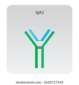 IgD immunoglobulin antibody structure schematic illustration. Simple immunology diagram.