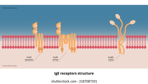 IgE receptors structure. Two basic receptors for the IgE molecule: a membrane high-affinity receptor FcεRI and a cellular or soluble low-affinity receptor, FcεRII.