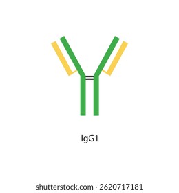 IgG1 immunoglobulin antibody structure schematic illustration. Simple immunology diagram.