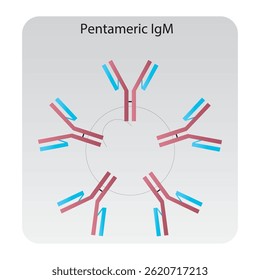 IgG1 immunoglobulin antibody structure schematic illustration. Simple immunology diagram.