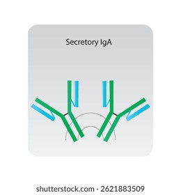 Ilustración esquemática de la estructura de anticuerpos de inmunoglobulina IgG2. Diagrama inmunológico simple.