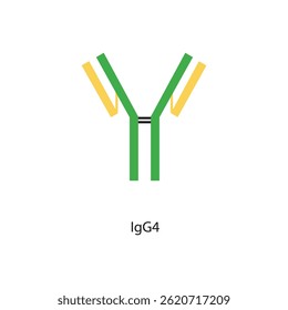 IgG4 immunoglobulin antibody structure schematic illustration. Simple immunology diagram.