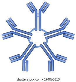 IgM type antibody molecule pentamer vector illustration