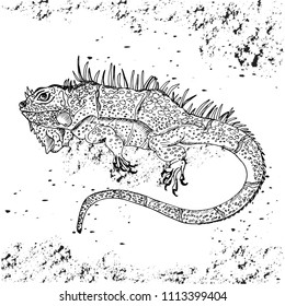 
Iguana is big. Reptiles. Isolated vector illustration. Perfect for shirt or t-shirt design, brand logo, tattoo and decoration
