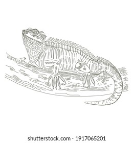 Esbozo de línea negra de iguana en estilo lineal sobre fondo negro. Fondo de la ilustración del vector Doodle.