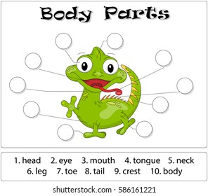 Iguana body parts. Animal anatomy in English. Write the correct numbers of body parts 
