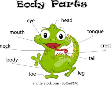 Iguana body parts. Animal anatomy in English 