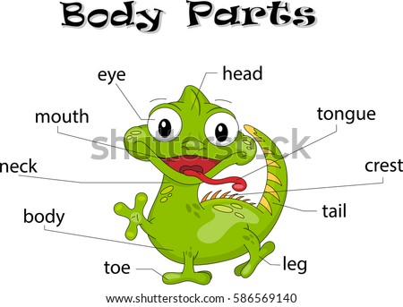 Iguana Body Parts Animal Anatomy English Stock Vector (Royalty Free