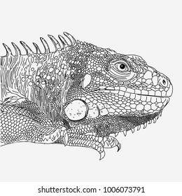 iguana drawn vector line monochrome on white