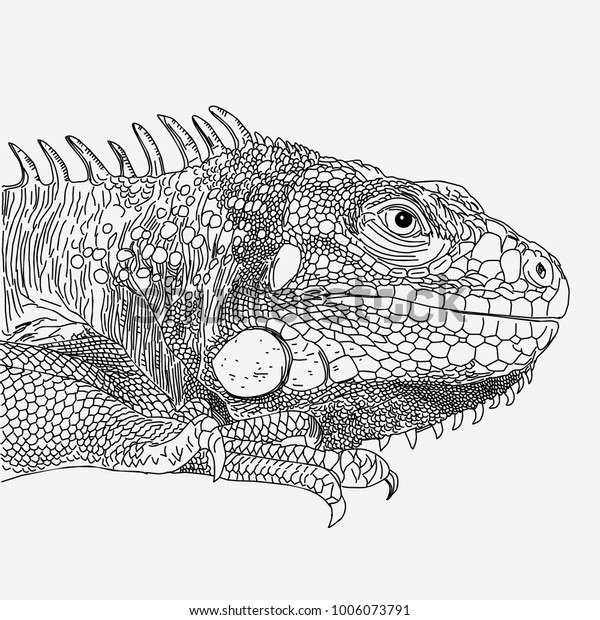 Iguana Drawn Vector Line Monochrome On Stock-Vektorgrafik (Lizenzfrei