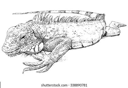 Iguana  - hand-drawn vector illustration, isolated on white