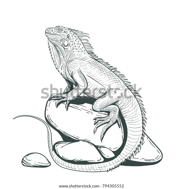 47 Top Coloring Pages For Adults Lizards For Free