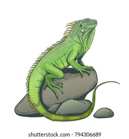 Iguana lizard on a stone hand drawn illustration