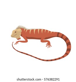 Iguana lizard reptile isolated vector illustration.