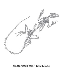 Iguana  lizard skeleton and skull. Stylized drawing of lizard bones. Decorative drawn skeleton. Witchcraft, voodoo magic attribute. Illustration for Halloween. Vector