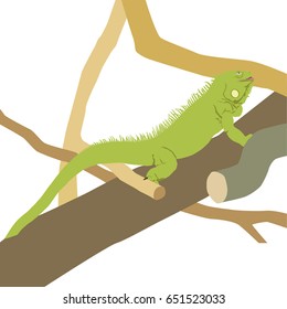 Iguana on branches. Vector illustration.